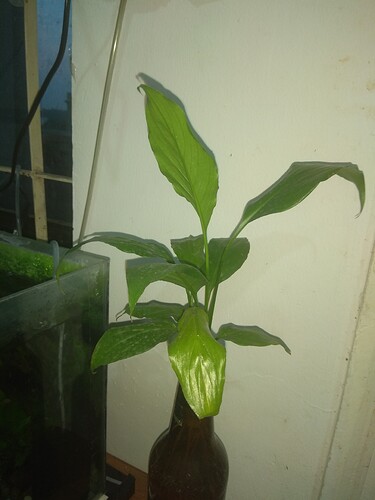 Planta mantenida en cultivo hidropónico con sustrato