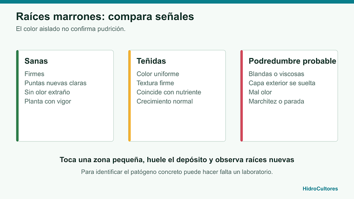 Comparación de señales en raíces sanas, teñidas y probablemente podridas