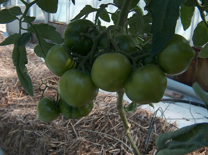 Cultivo hidropónico con plantas establecidas