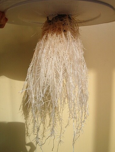 Raíces de una planta al terminar un cultivo hidropónico