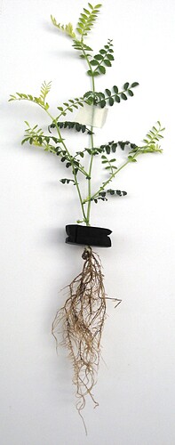 Pudrición radicular observada en una planta cultivada en agua