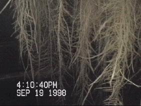 Lechuga en un sistema aeropónico desarrollado con participación de NASA
